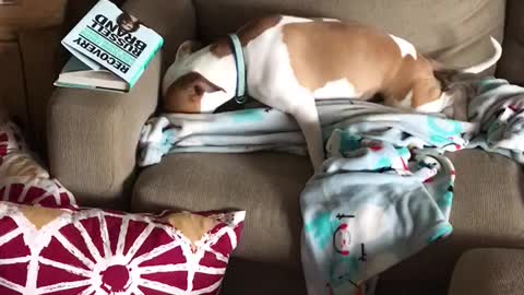 Dog hiding bone with her favorite blankie