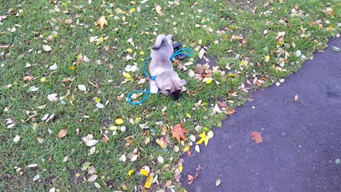 Norwegian Elkhound puppy first time at the park