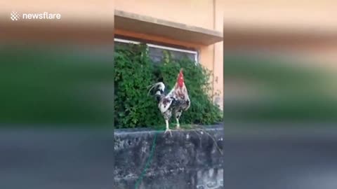 Chicken makes funny LAUGHING sound while crowing