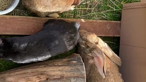 Two Young Flemish Rabbits with Mother