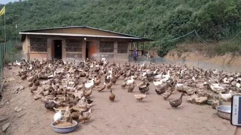 This How To Raise Ducks In Farm
