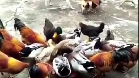 chicken fighting with dogs