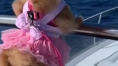 Pomeranian Puppy In Luxury Ship #shorts #puppy #viral