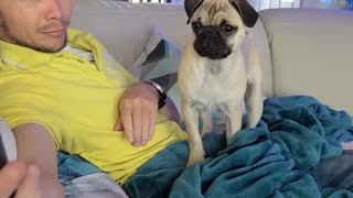 Pug gets jealous when owner watches videos of other dogs