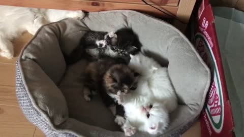 kittens playing with mom
