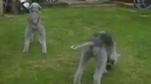 Sweet Bedlington Terrier Puppy Playing Ball while it's sibling stares at house