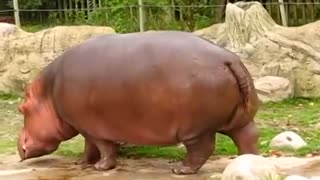 Nijlpaard laat dierentuinbezoekers schrikken met een harde scheet
