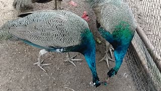 Beautiful Male Peacocks