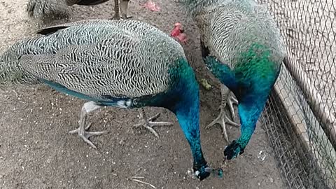 Beautiful Male Peacocks