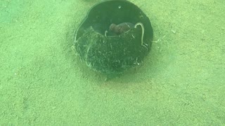 Octopus Trying To Catch a Crab