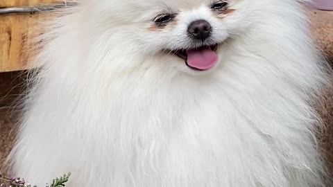 Happy beautiful dog