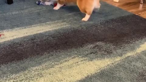 A Corgi and his squeaky bone