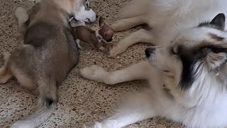 Chihuahua Puppy Tries to Play With Huskies