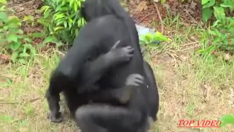 Funny monkeys mating