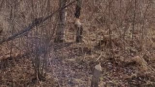 Beavers at the farm