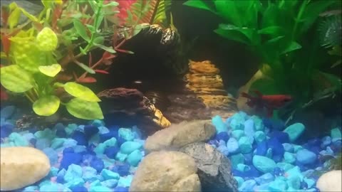 My Betta Fish Reaction When She Meets Ghost Shrimp Her New Tank Mate