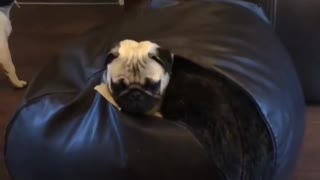 Guilty Pug Stuck in Beanbag