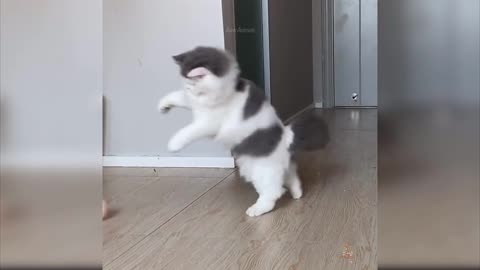 Cat playing ball like a pro , love it