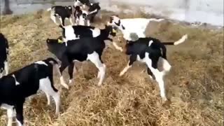 A little cow Group playing in The Barn in The Morning.
