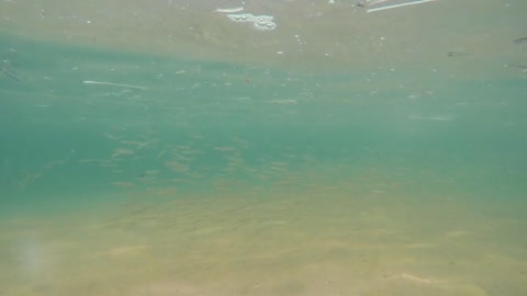 A school of small fish swimming through the tropical ocean water