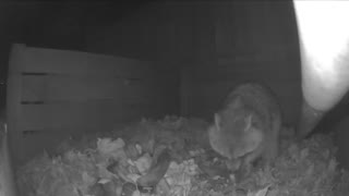 Ooh, snack time for the raccoon!
