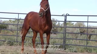2020 Wild Spayed Filly Futurity/ Ginger Snap #4338