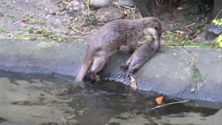 ZOO Otters - Big Otter And Cute Baby Otter