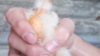 Chicken with flexible neck