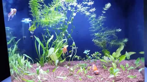 Time lapsed fish tank