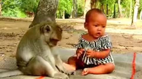 Monkey Sok Take Care Human Baby