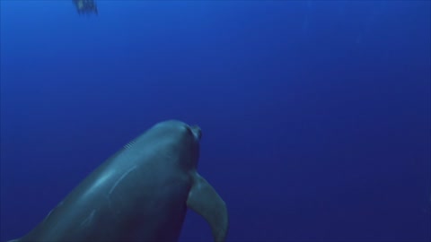 Close Up Shot of a Dolphin