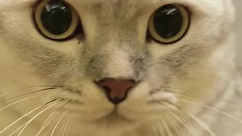 Funny Animal Videos that Make Me Burstnto Tears Laughing (CUTE) #shorts