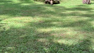 Aldabra Giant Tortoise at Australia Zoo