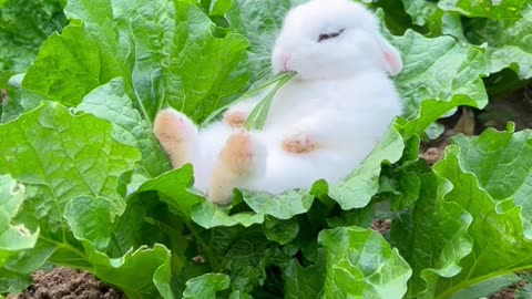 Cute Rabbit 🐇🐰🐇