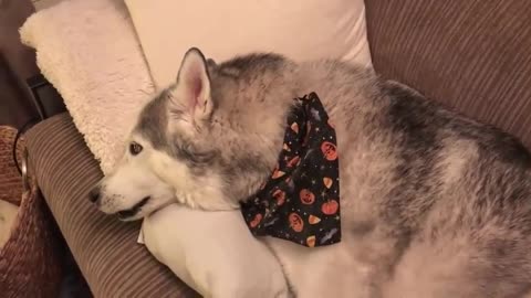 A Cute Stubborn Vocal Husky Denies Pooping On The Carpet