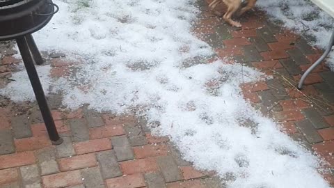 Funny Labrador dog playing with water