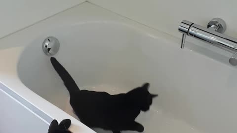 Curious Kitties Slip In The Tub