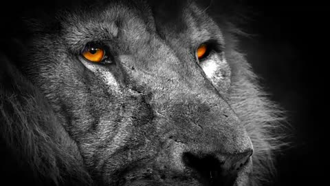 Lion With Orange Eyes Abstract stock vide