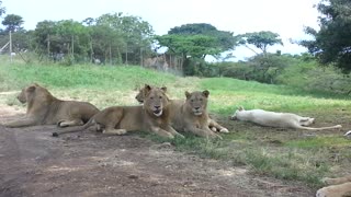 Young Lion Tries To Join Safari Goers, Opens Car Door