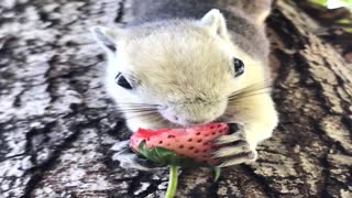 Happy Tree Squirrels Munch on Fruit