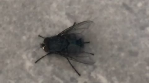 Blue fly trying to fly