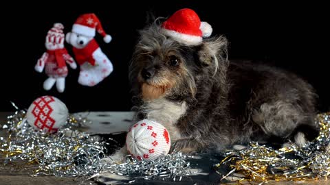 Dog wear Christmas hat.