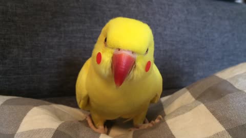 This Parrot's Cosplay Is Spot On! You Won't Believe Who She's Impersonating.