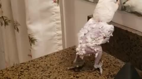 The dancing cockatoo Billy jeans😂😂