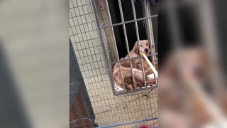 Woman Uses Pole To Feed Pooch After Owner Quarantined