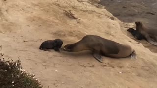 Baby Seal Rescued and Reunited With Mother