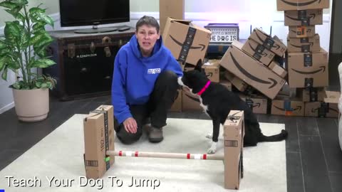 Try it out !!! how to Teach Tricks these Dog Using Your Empty AMAZON Boxes!