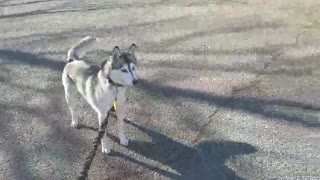 Husky Hates Christmas Decorations