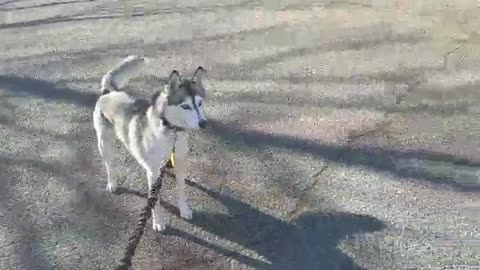 Husky Hates Christmas Decorations