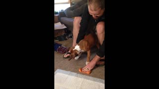 Boxer puppy adorably howls at squeaky toy